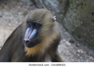 Mandrill monkey with a beautiful blue nose

Mandrills are the largest of all monkeys. They are shy and reclusive primates that live only in the rain forests of equatorial Africa.