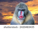 Mandrill Monkey close up portrait while looking at you