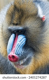 Mandrill Monkey close up portrait while eating an apple