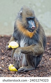 Mandrill Monkey close up portrait while eating an apple