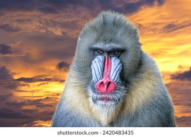 Mandrill Monkey close up portrait while looking at you