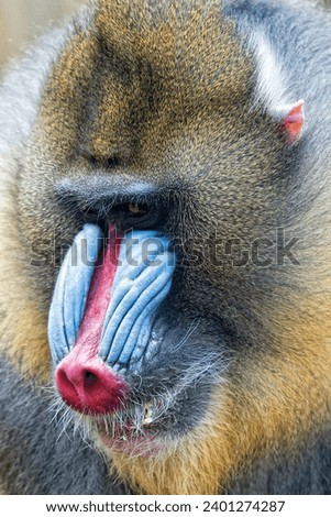 Mandrill Monkey close up portrait while eating an apple
