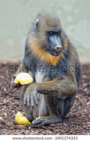 Mandrill Monkey close up portrait while eating an apple