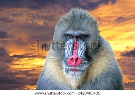 Mandrill Monkey close up portrait while looking at you