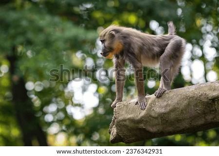 A mandrill monkey high on a tree trunk.