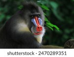 a mandrill monkey is pensive alone