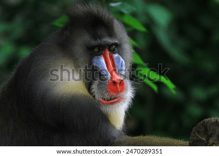 a mandrill monkey is pensive alone
