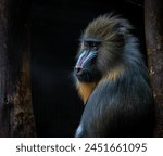 Mandrill Monkey Portrait Sitting In Tree