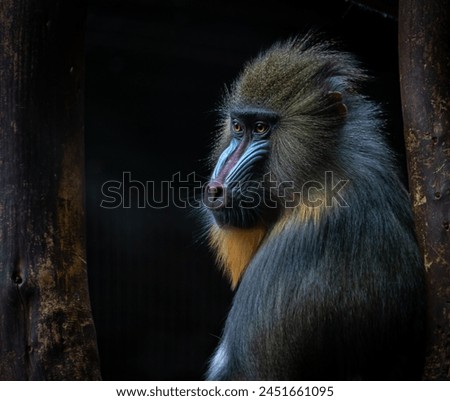 Mandrill Monkey Portrait Sitting In Tree