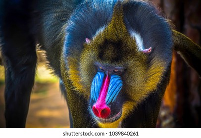 マンドリル の画像 写真素材 ベクター画像 Shutterstock