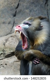 Mandrill With Mouth Open Showing Sharp Teeth