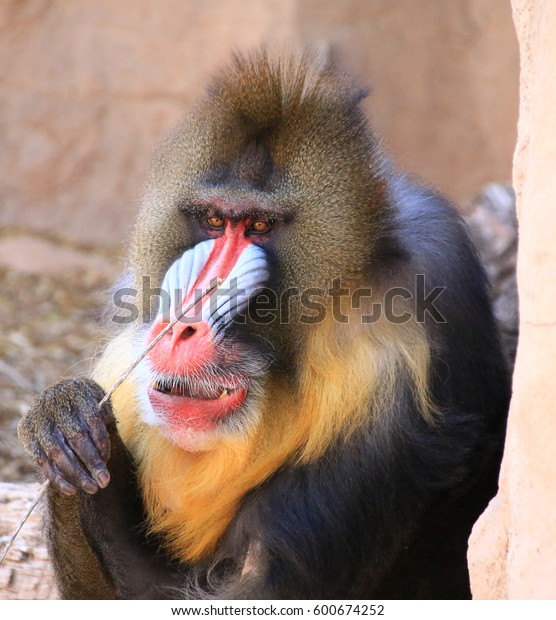 Mandrill Picking His Teeth Stock Photo Edit Now