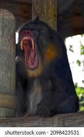 Mandrill Sitting and Yawning on a Perch
