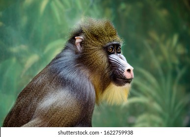 Mandrill Baboon Hd Stock Images Shutterstock