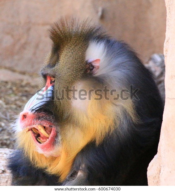 Mandrill Teeth Stock Photo Edit Now