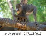 Mandrill walking on a tree branch holding a piece of bark