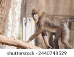 A mandrill walks on a branch on a sunny day