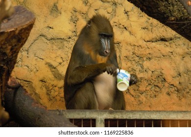 Mandrill While Eating