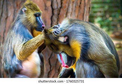 Mandrill の画像 写真素材 ベクター画像 Shutterstock