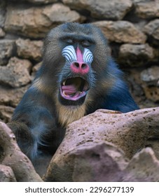 Mandrillus sphinx. Monkey mandril open mouth, monkey mandril, face of mandril. Sleepy monkey yawning