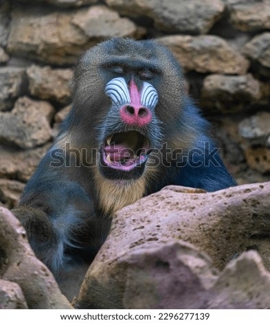 Mandrillus sphinx. Monkey mandril open mouth, monkey mandril, face of mandril. Sleepy monkey yawning
