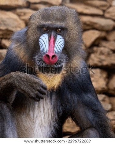Mandrillus sphinx in a zoo. Mandrill posing for the photo
