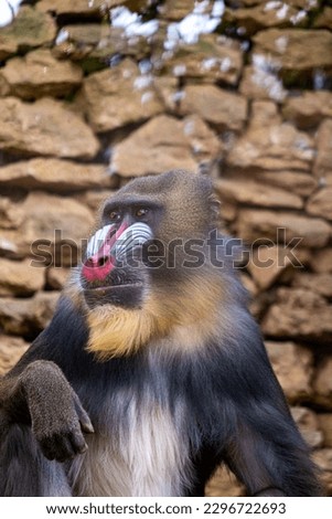 Mandrillus sphinx in a zoo. Mandrill posing for the photo