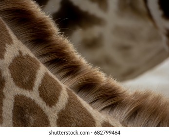 Giraffe´s Mane