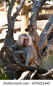 Mane Baboon Red Face Standing Tree Stock Photo 1074221645 | Shutterstock