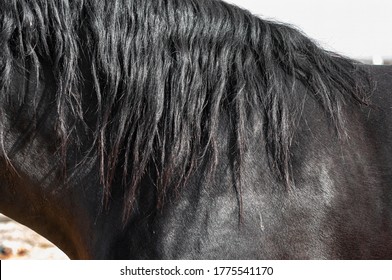 Mane of the horse, Horse body part close up - Powered by Shutterstock