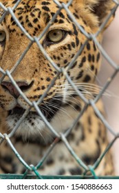 Maneater Leopard In  The Metal Cage Seen At Pune,Maharashtra,India