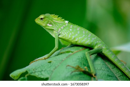 Maned Forest Lizard (Bronchocela jubata) - Garden lizards are relaxing on tree branches, camouflage garden lizards. Close up chameleon details.