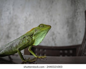 Maned Forest Lizard (Bronchocela jubata) prepares to fight for territory on wood texture