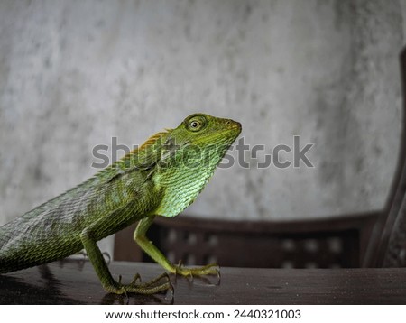 Maned Forest Lizard (Bronchocela jubata) prepares to fight for territory on wood texture