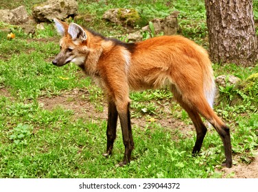 Maned Wolf