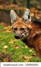 Maned Wolf