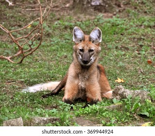 Maned Wolf