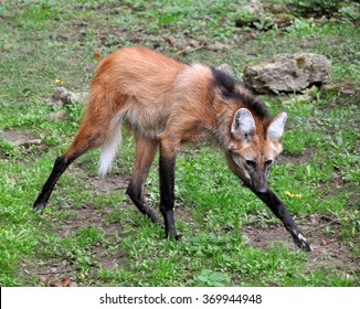 Maned Wolf