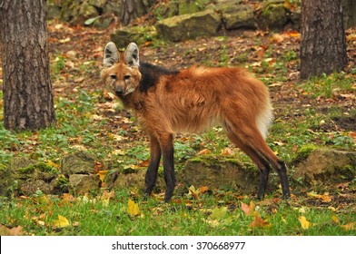 Maned Wolf