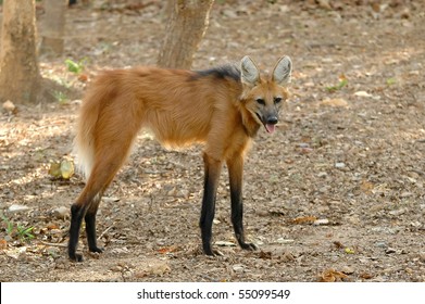 Maned Wolf