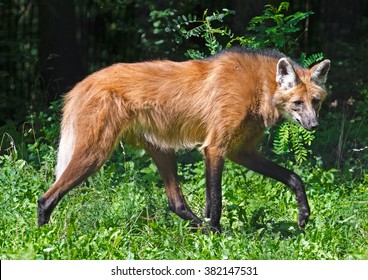 Maned Wolf - Chrysocyon Brachyurus