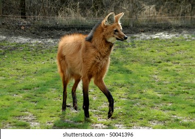 Maned Wolf (Chrysocyon Brachyurus)