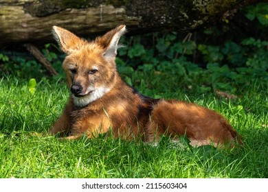 Canid の画像 写真素材 ベクター画像 Shutterstock