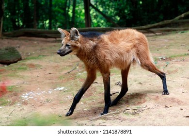 Maned Wolf Or Guara Wolf Of The Cerrado Biome In Brazil