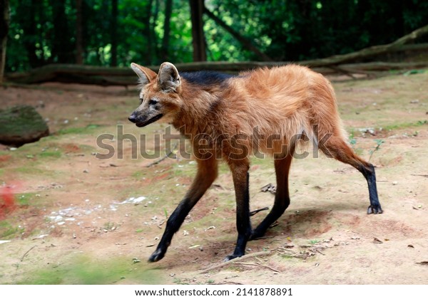 Maned\
wolf or guara wolf of the cerrado biome in\
Brazil
