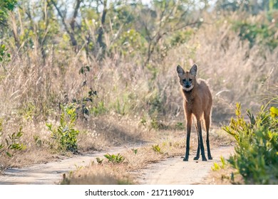 A Maned Wolf stands on  the path in the early morning in Emas National Park, Chapadão do Céu, Goiás State, Brazil