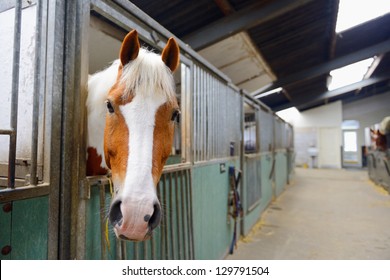 Manege Horse In Stable