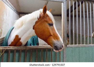 Manege Horse In Stable