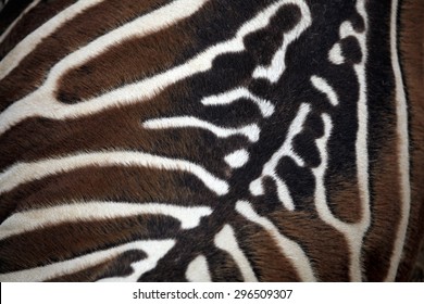 Maneless Zebra (Equus Quagga Borensis) Skin Texture. Wildlife Animal. 