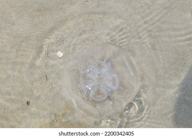 A Manet In The Ocean